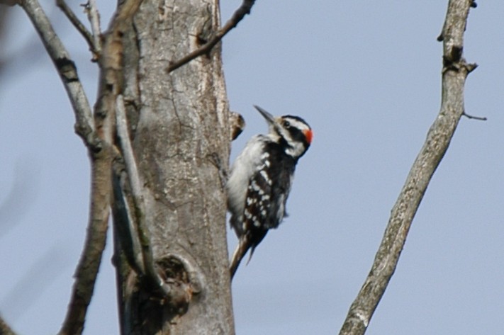 Hairy Woodpecker - ML174244701