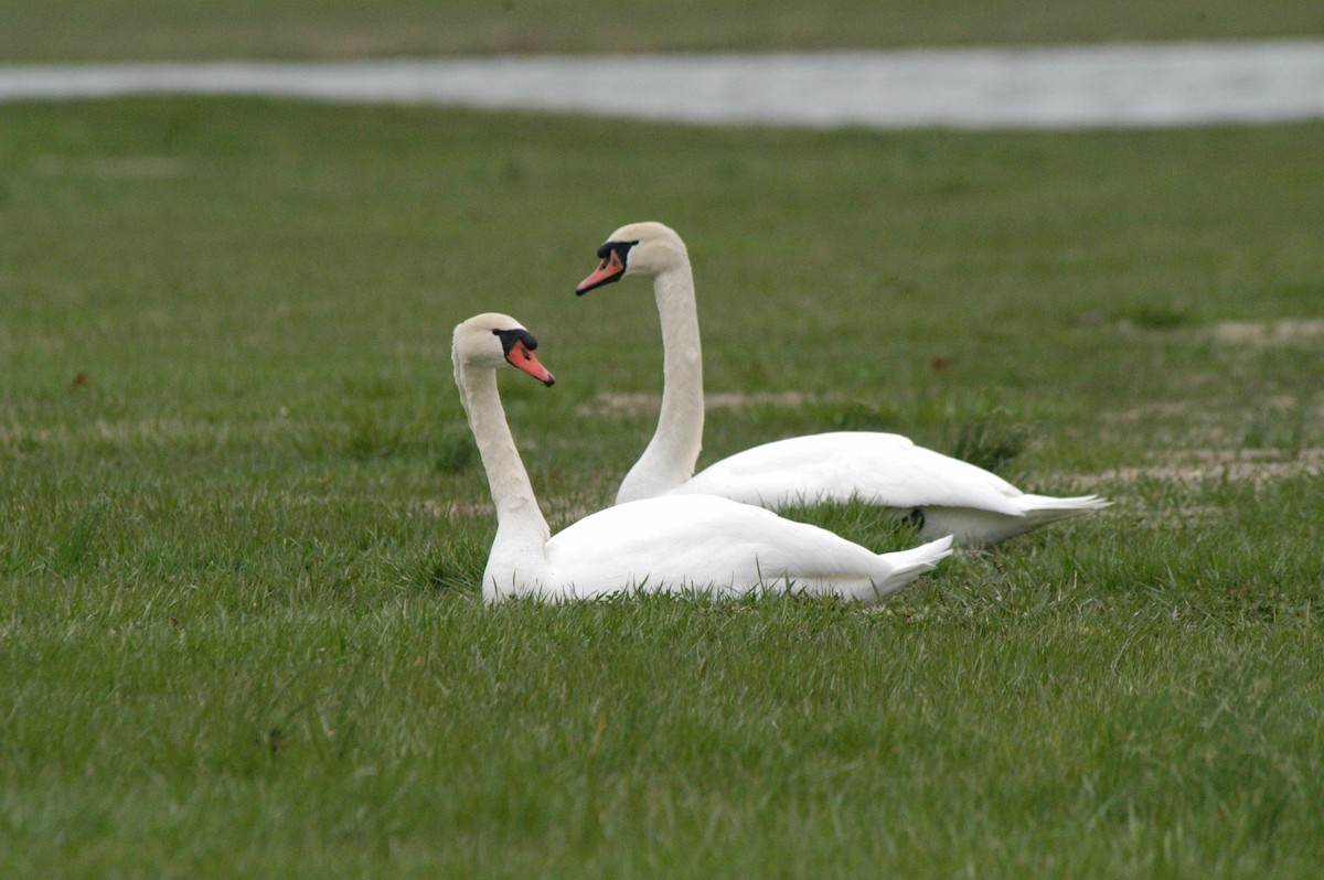 Mute Swan - ML174244751