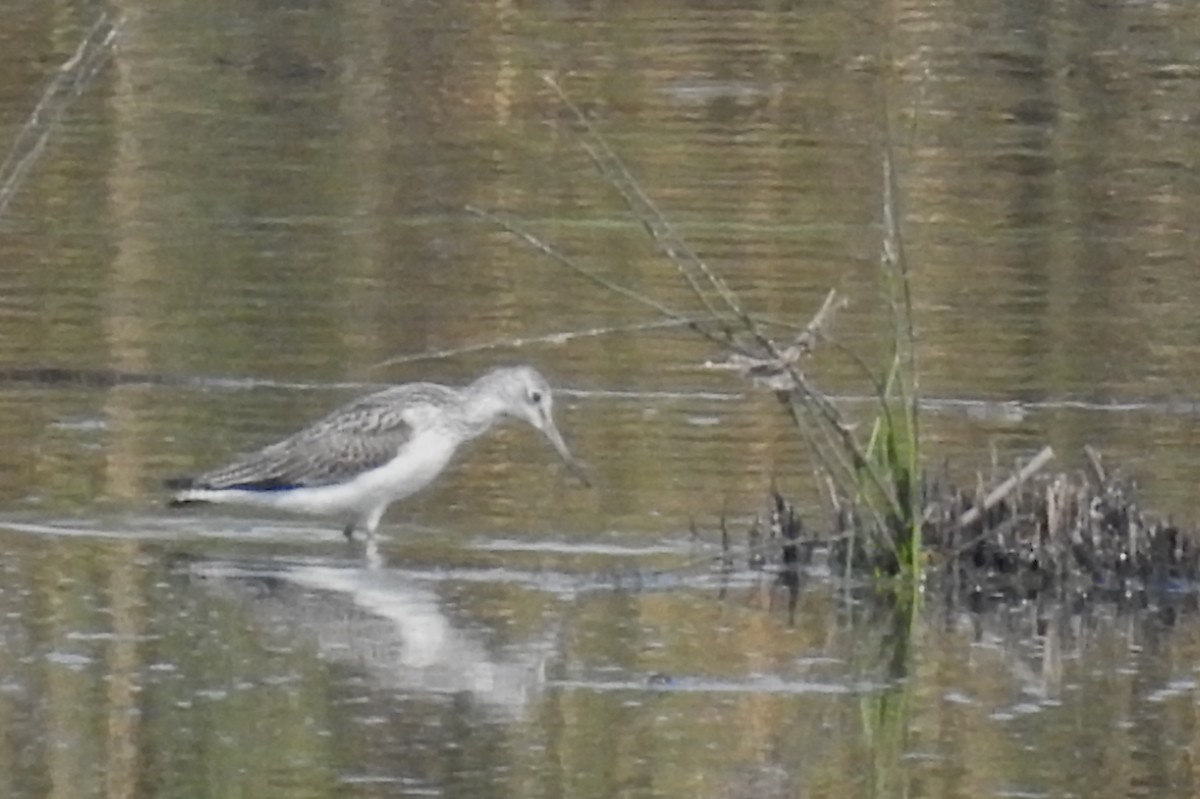 Common Greenshank - ML174245281