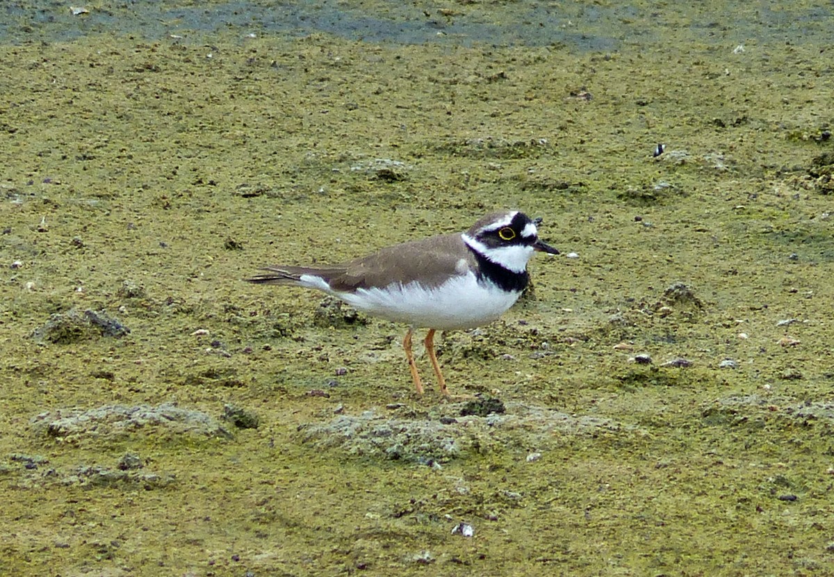 Little Ringed Plover - ML174245361