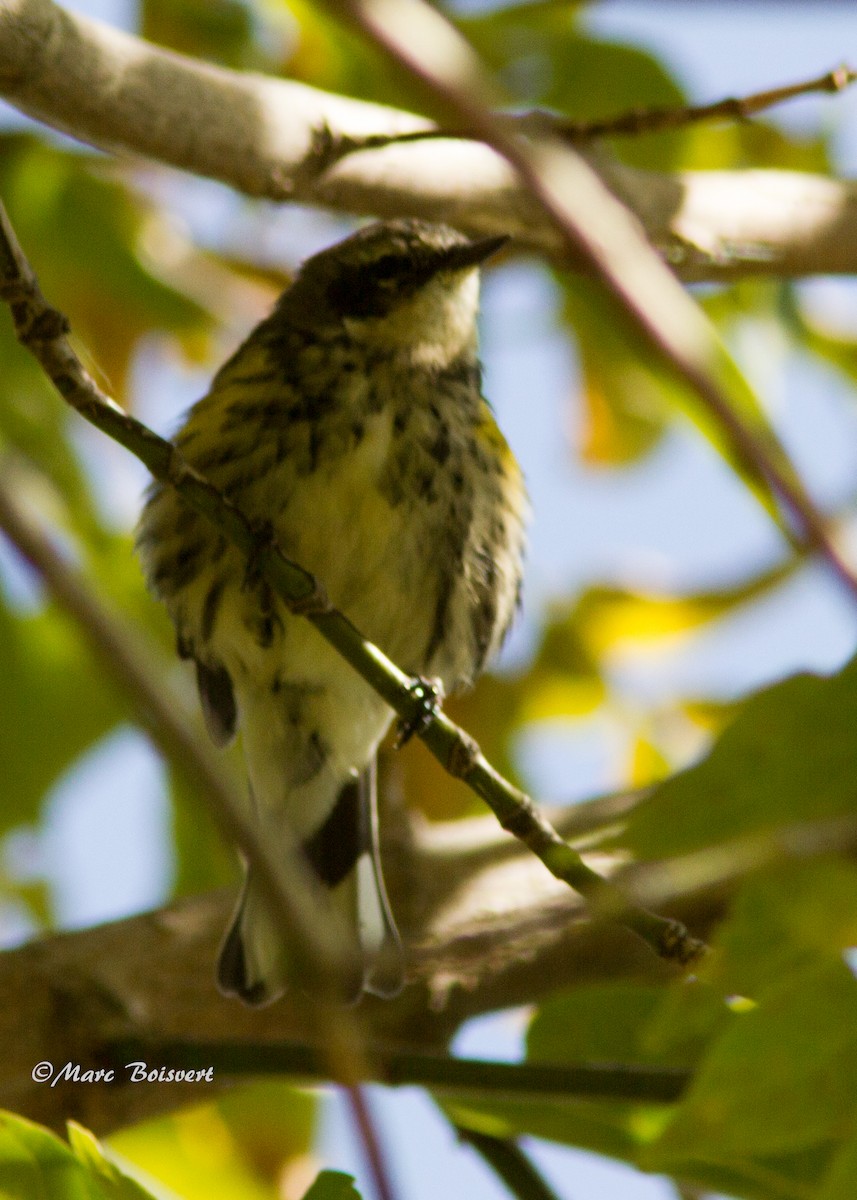 Yellow-rumped Warbler - ML174245881