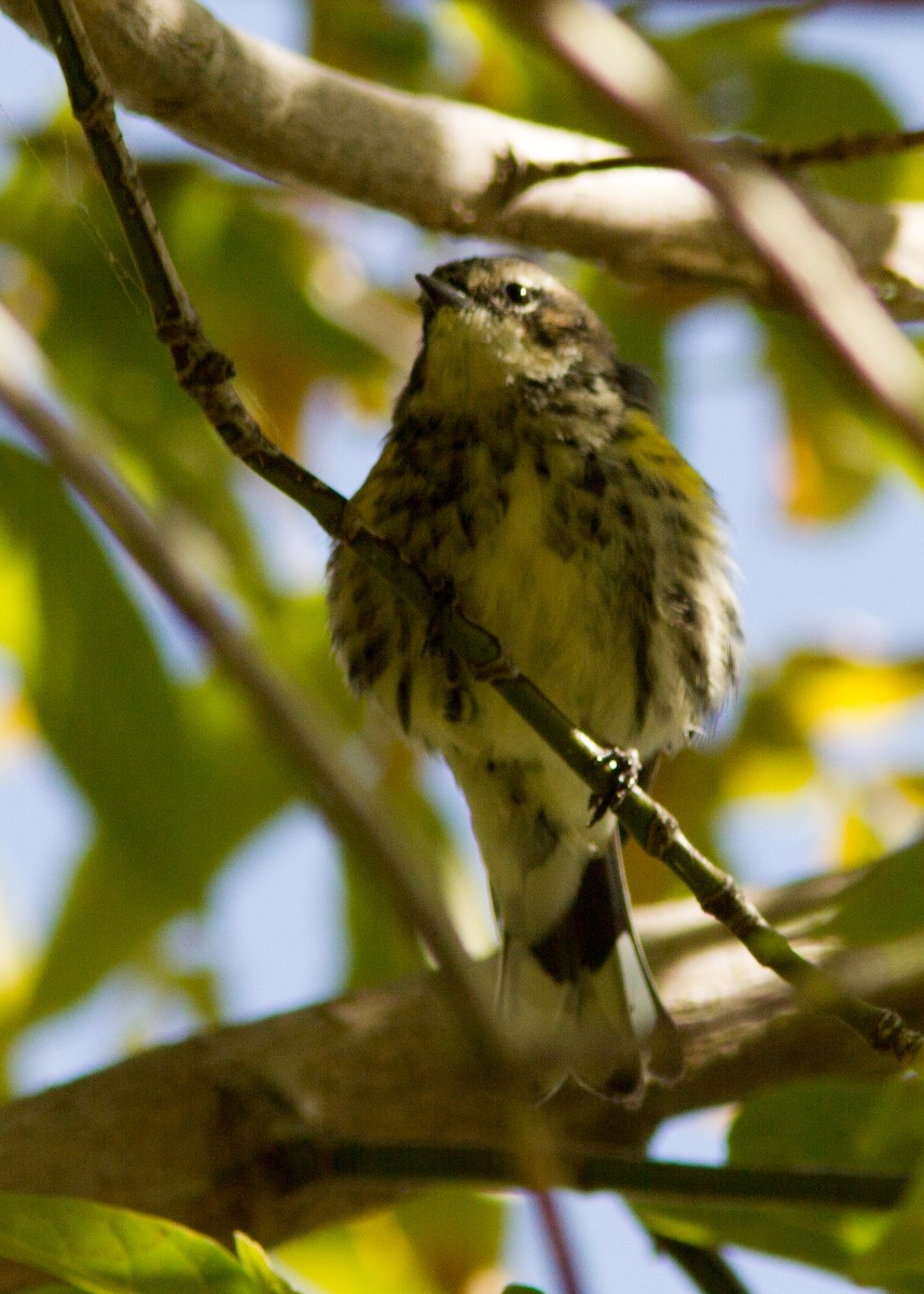 Yellow-rumped Warbler - ML174245911