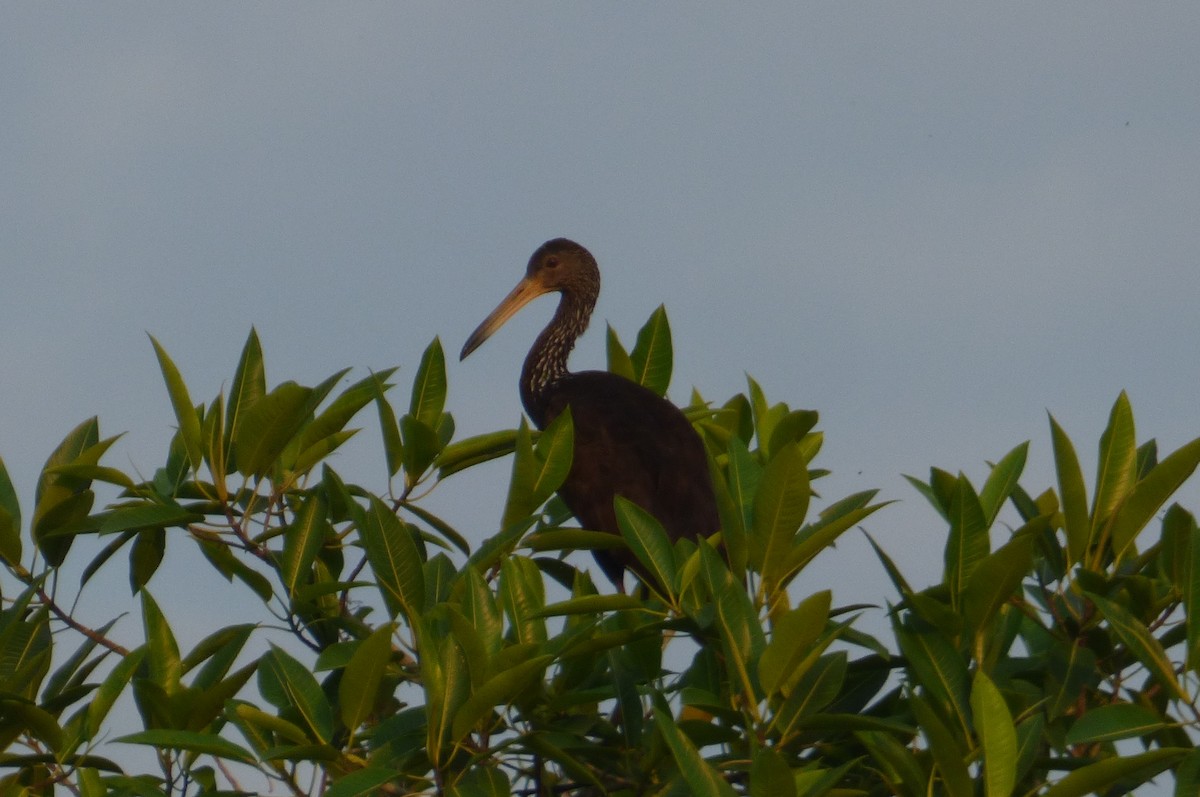 Limpkin - oscar vilches mendoza