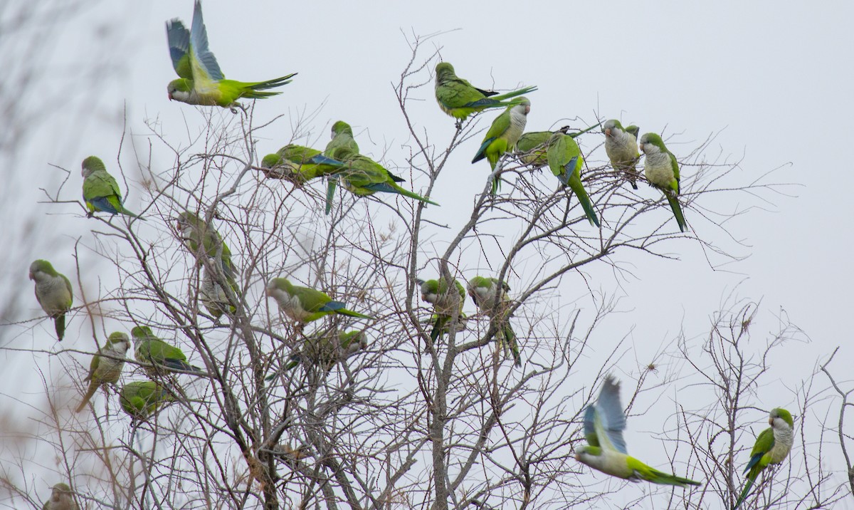 Monk Parakeet - ML174247941