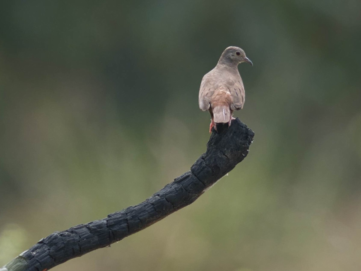 Ruddy Ground Dove - ML174249511