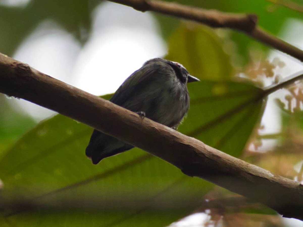 White-crowned Manakin - ML174249541