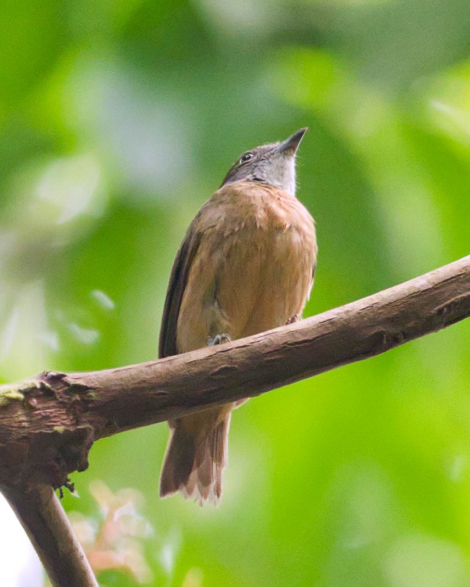 Orange-crowned Manakin - ML174249571