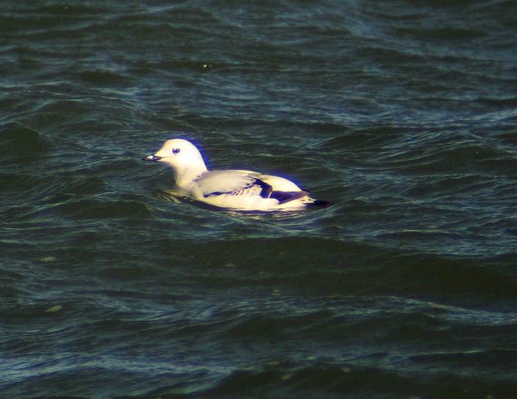 Black Guillemot (mandtii) - ML174251201