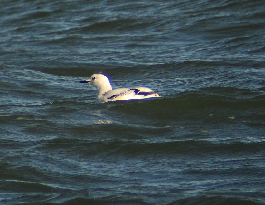 Black Guillemot (mandtii) - ML174251211