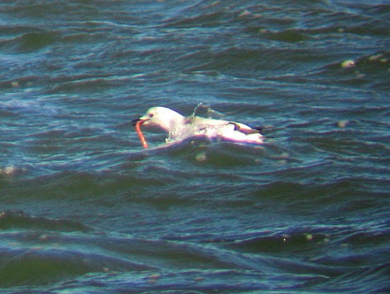 Black Guillemot (mandtii) - ML174251231