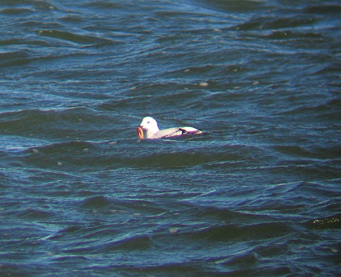 Black Guillemot (mandtii) - ML174251241