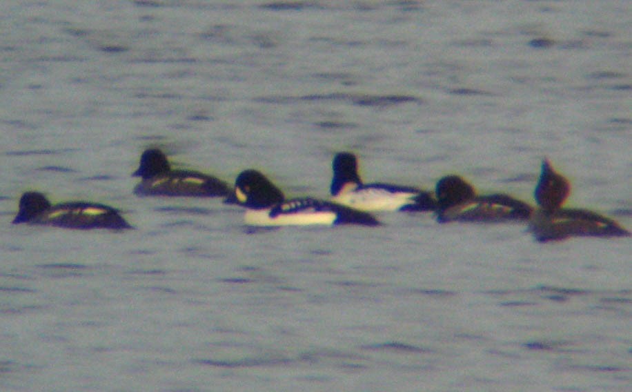 Barrow's Goldeneye - ML174251661