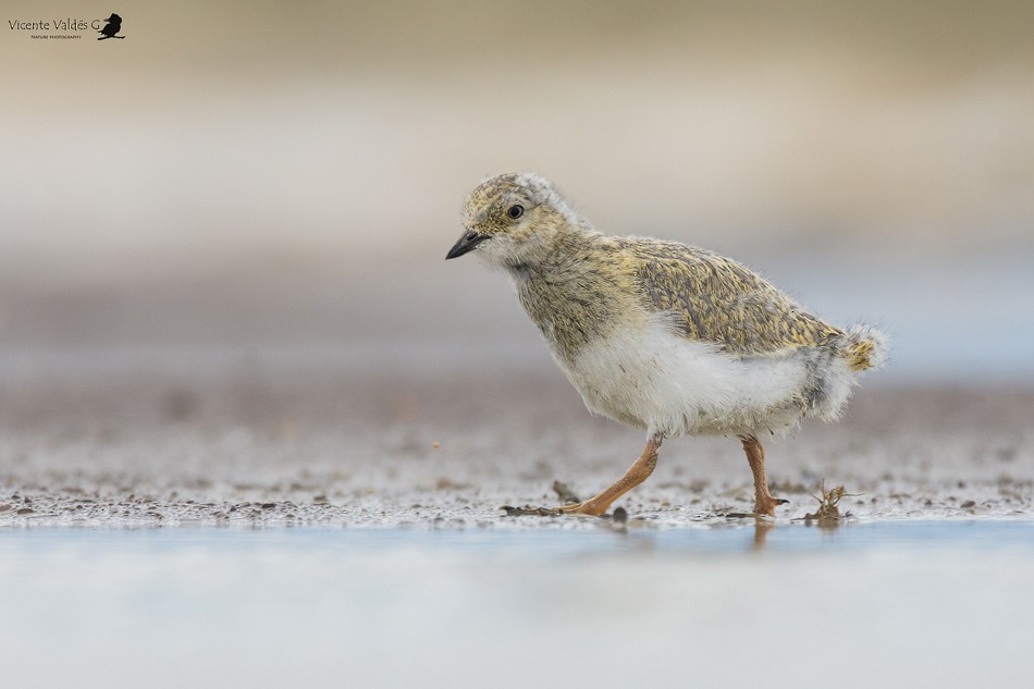 Magellanic Plover - ML174252181