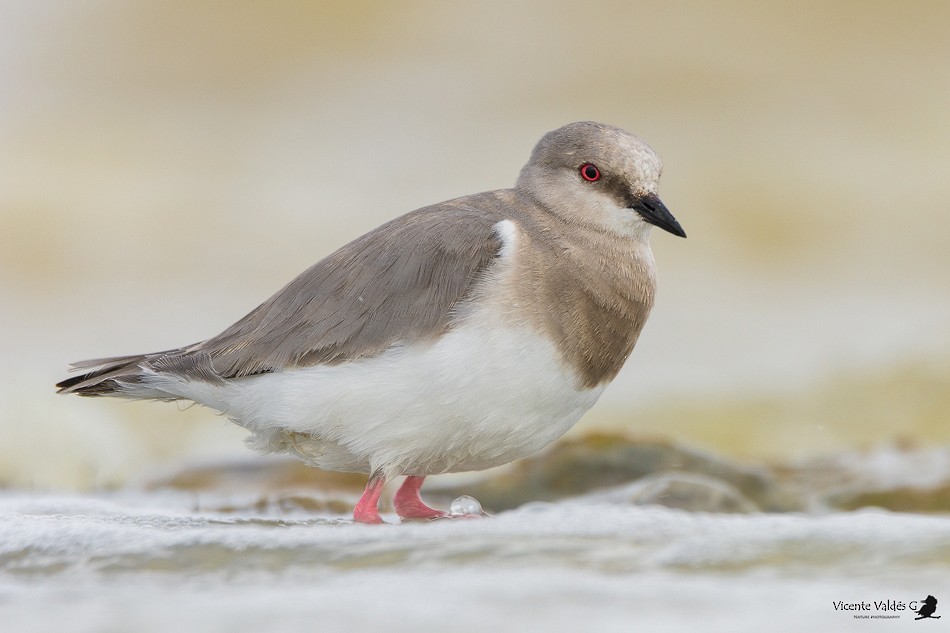 Magellanic Plover - ML174252191