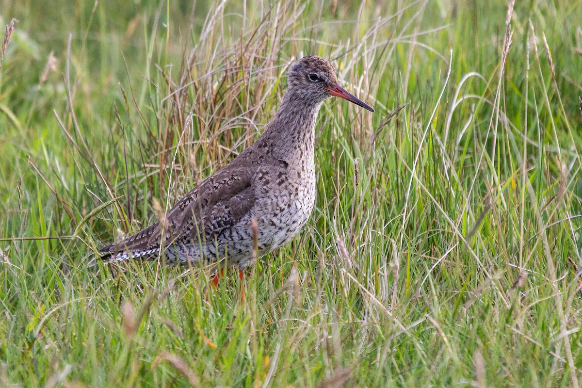 Common Redshank - ML174252471