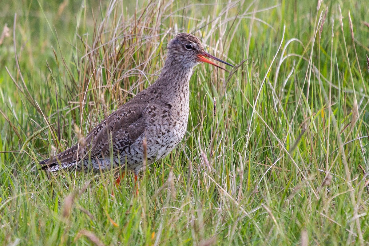 Common Redshank - ML174252501