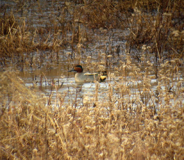 Green-winged Teal (Eurasian) - ML174252841