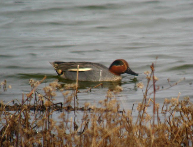 Green-winged Teal (Eurasian x American) - ML174252851