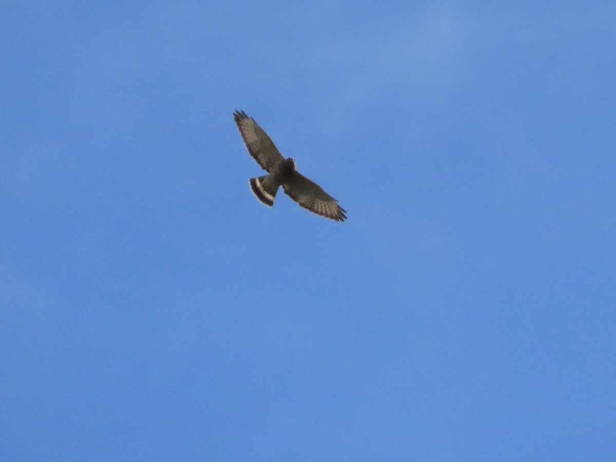 Broad-winged Hawk - Joan Baker