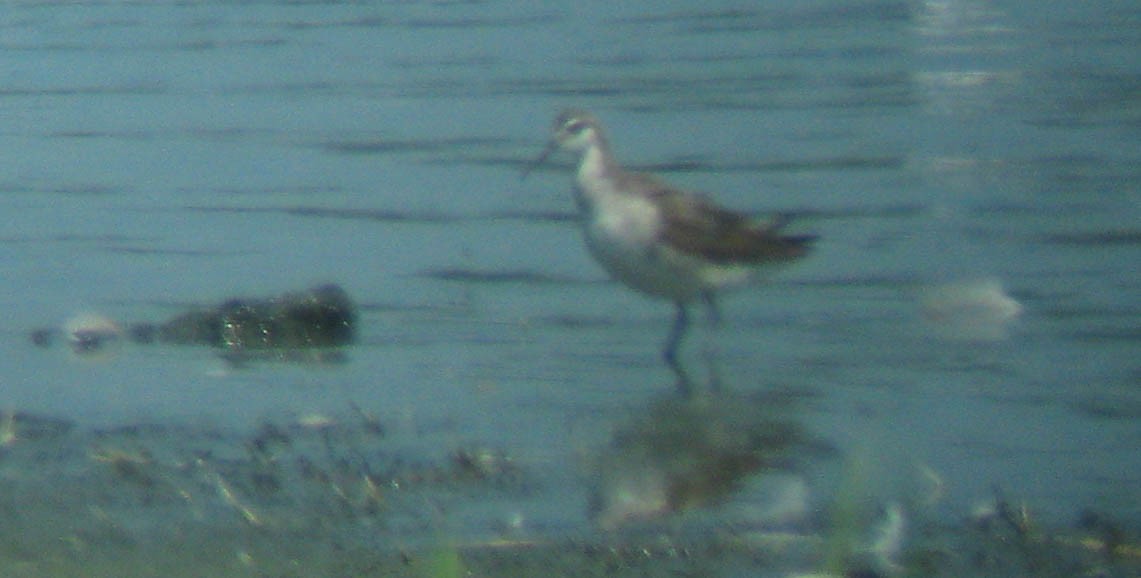 Wilson's Phalarope - ML174254341