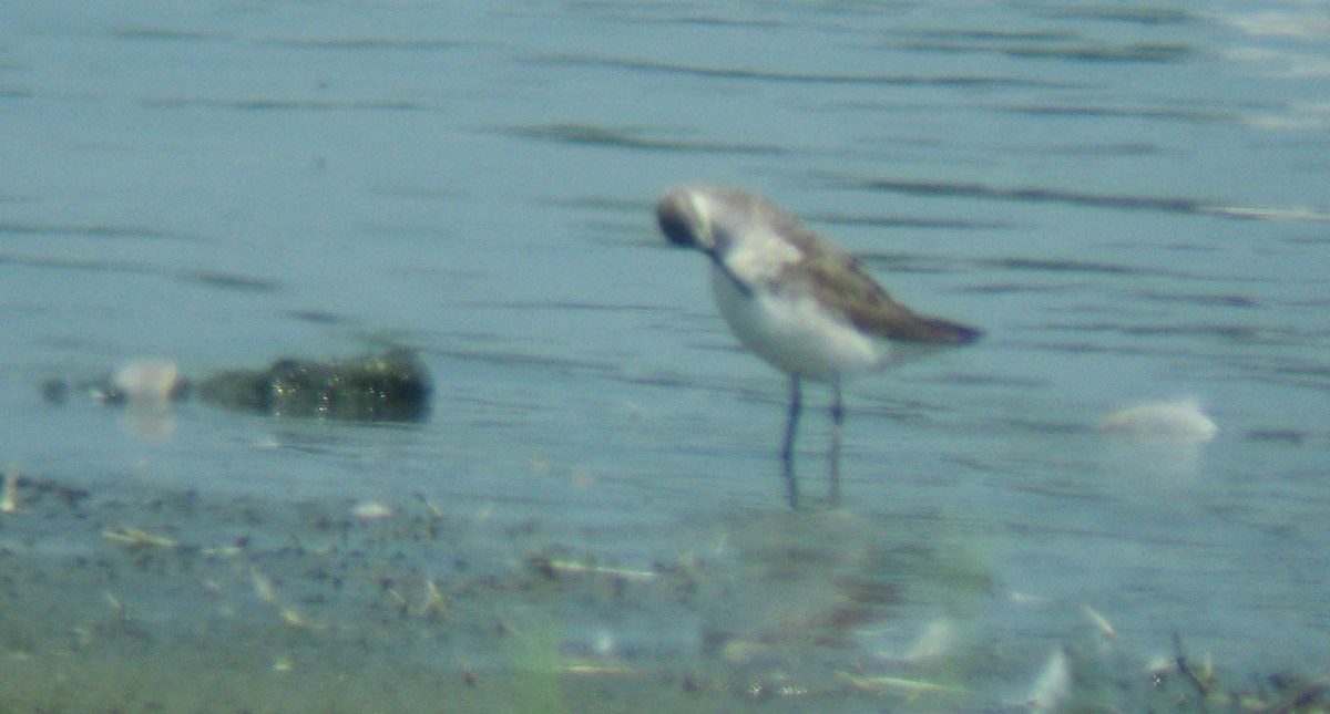 Wilson's Phalarope - ML174254351