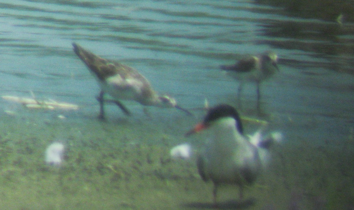 Wilson's Phalarope - ML174254361