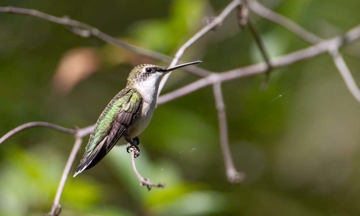 Ruby-throated Hummingbird - ML174256511