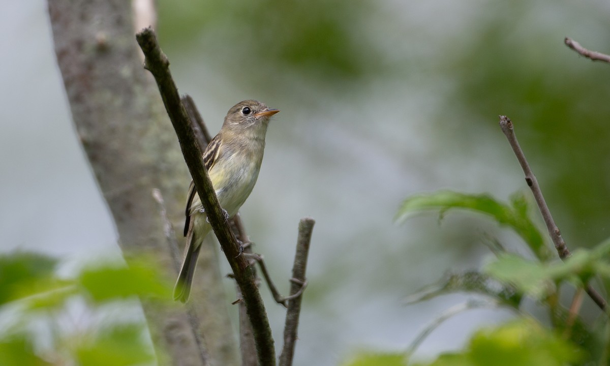 Willow Flycatcher - ML174256591