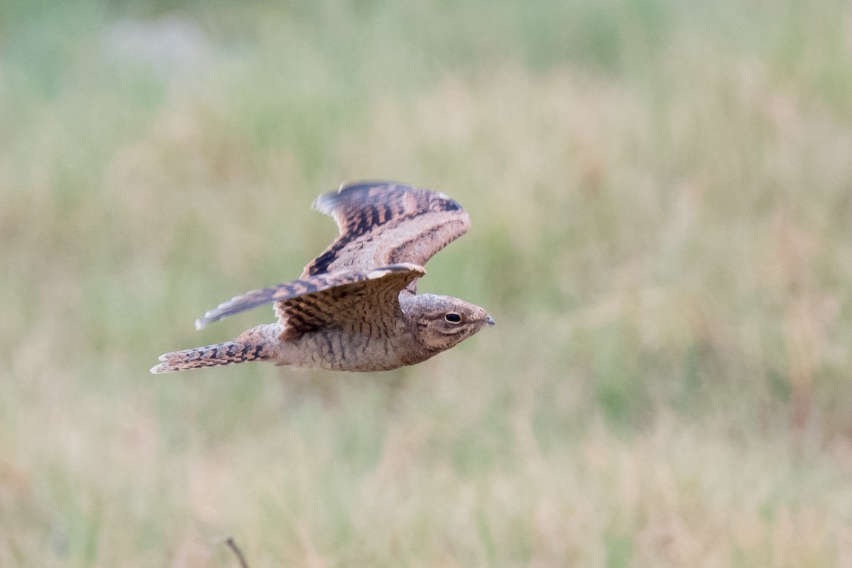 Lesser Nighthawk - Nancy Christensen