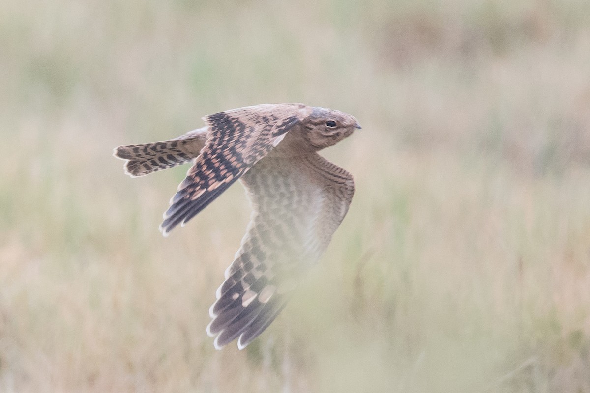 Lesser Nighthawk - ML174256921