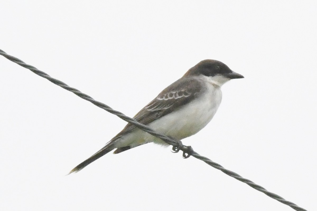 Eastern Kingbird - ML174257021