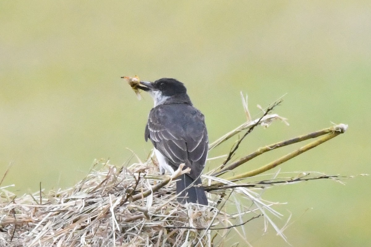 Eastern Kingbird - ML174257091