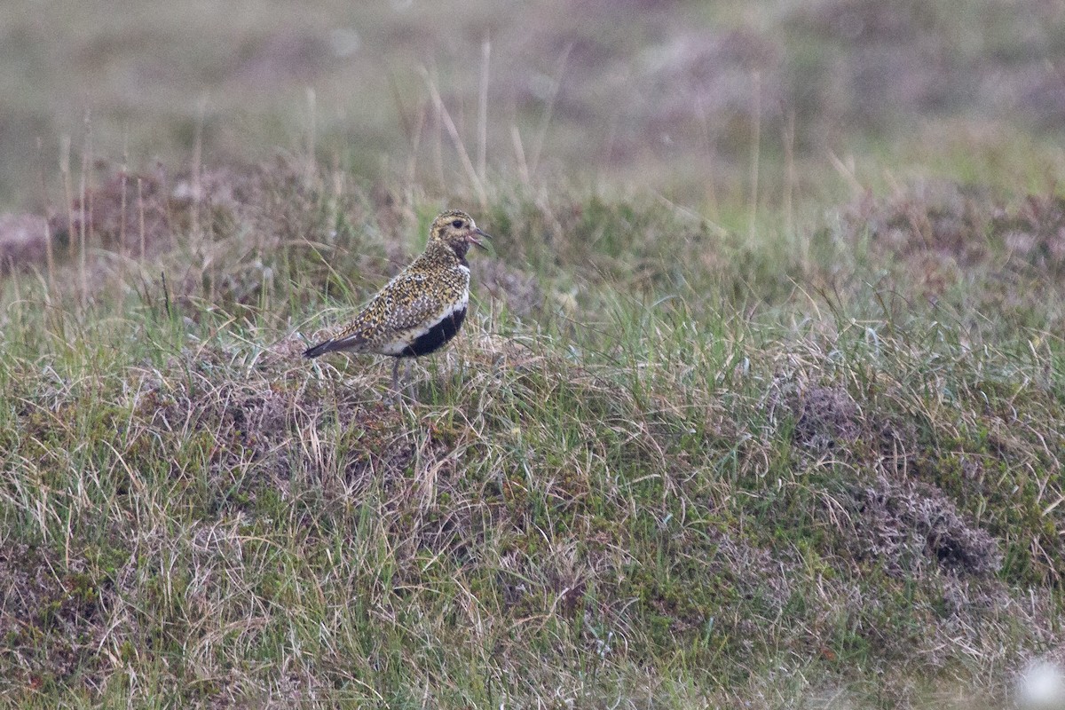 European Golden-Plover - Ramit Singal