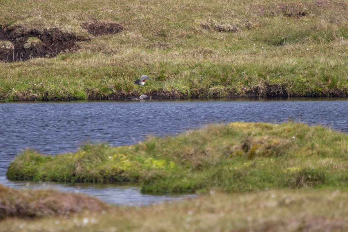 Red-throated Loon - ML174258311