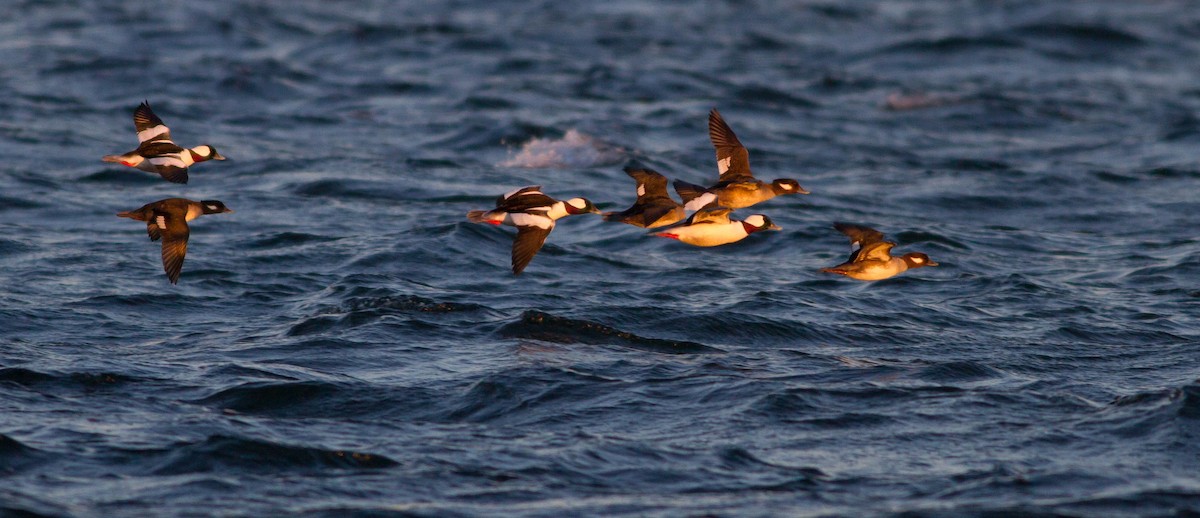 Bufflehead - ML174258391