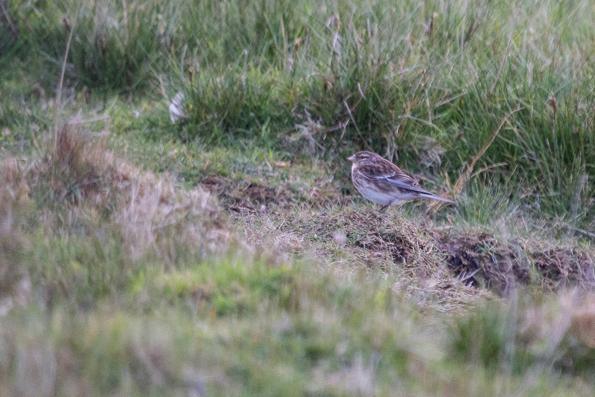 Twite - Ramit Singal