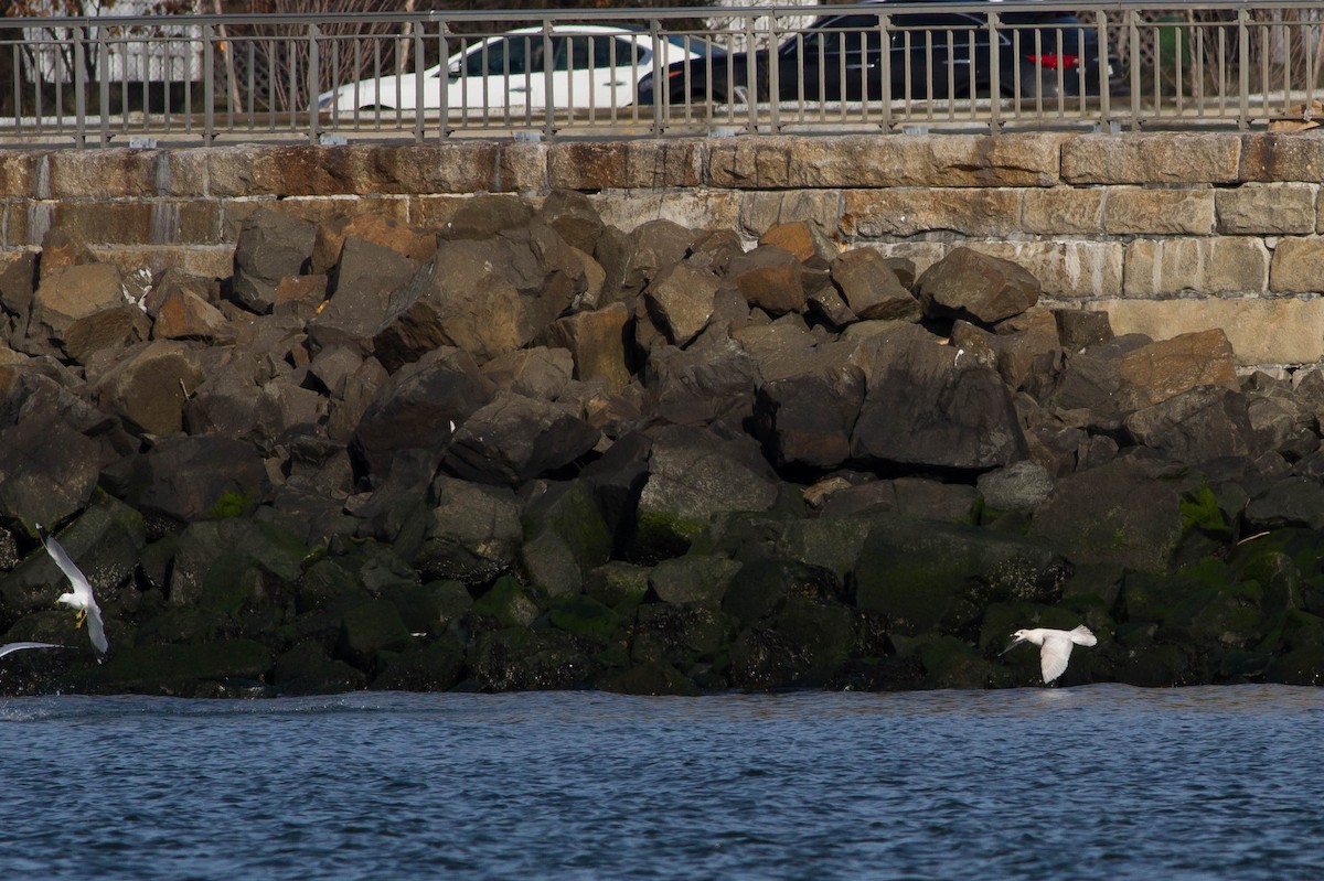 Iceland Gull (kumlieni) - ML174259021