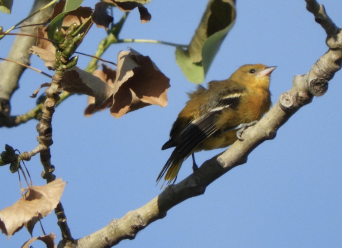 Baltimore Oriole - ML174259391