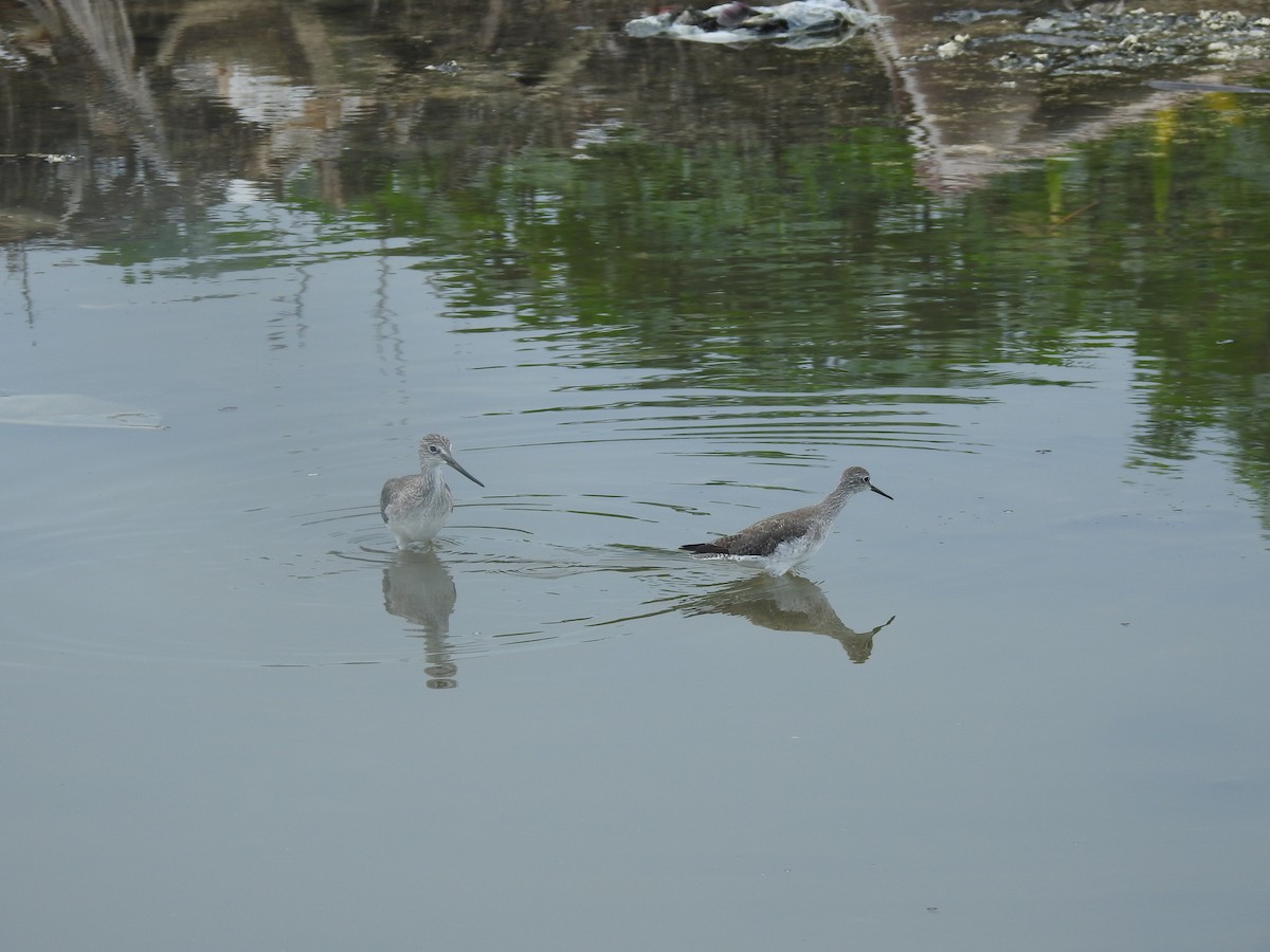 Lesser Yellowlegs - elwood bracey