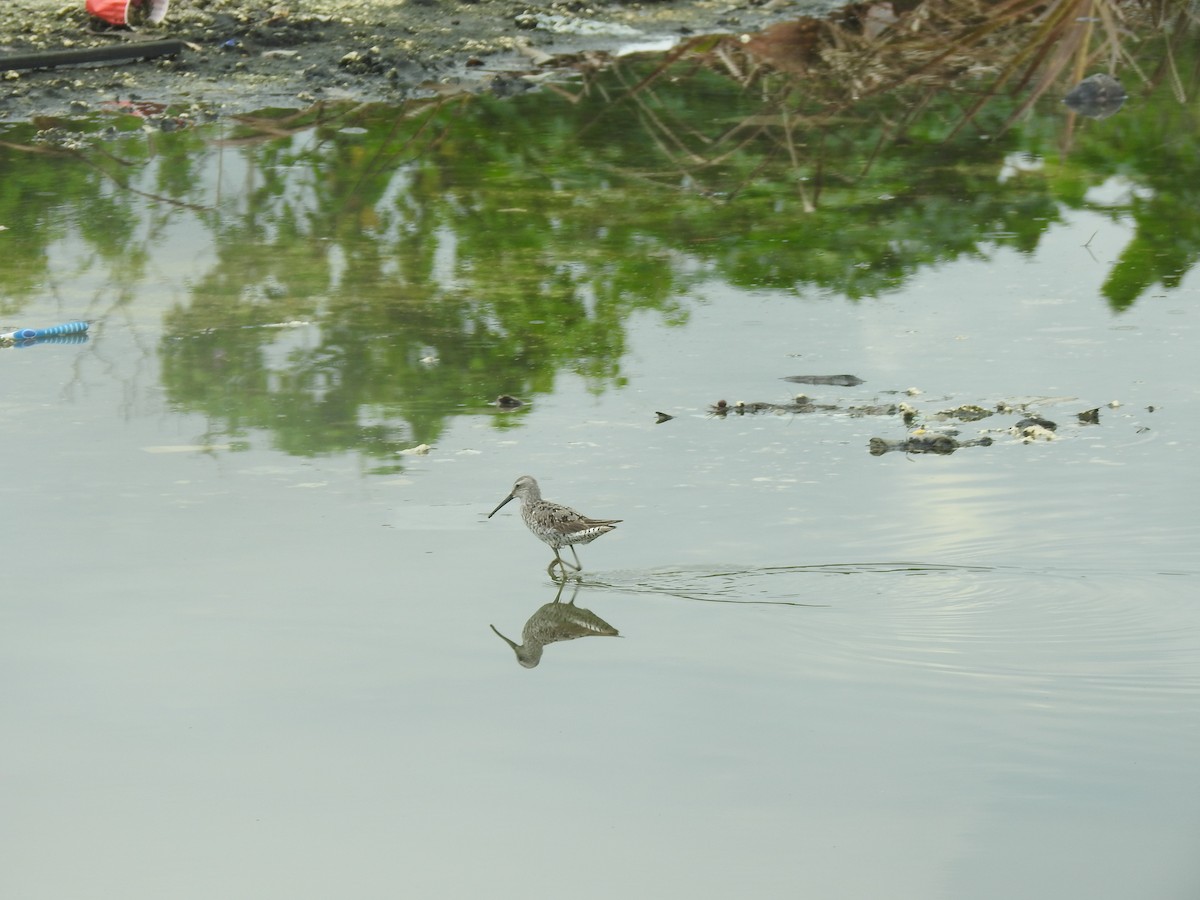 Stilt Sandpiper - ML174260381