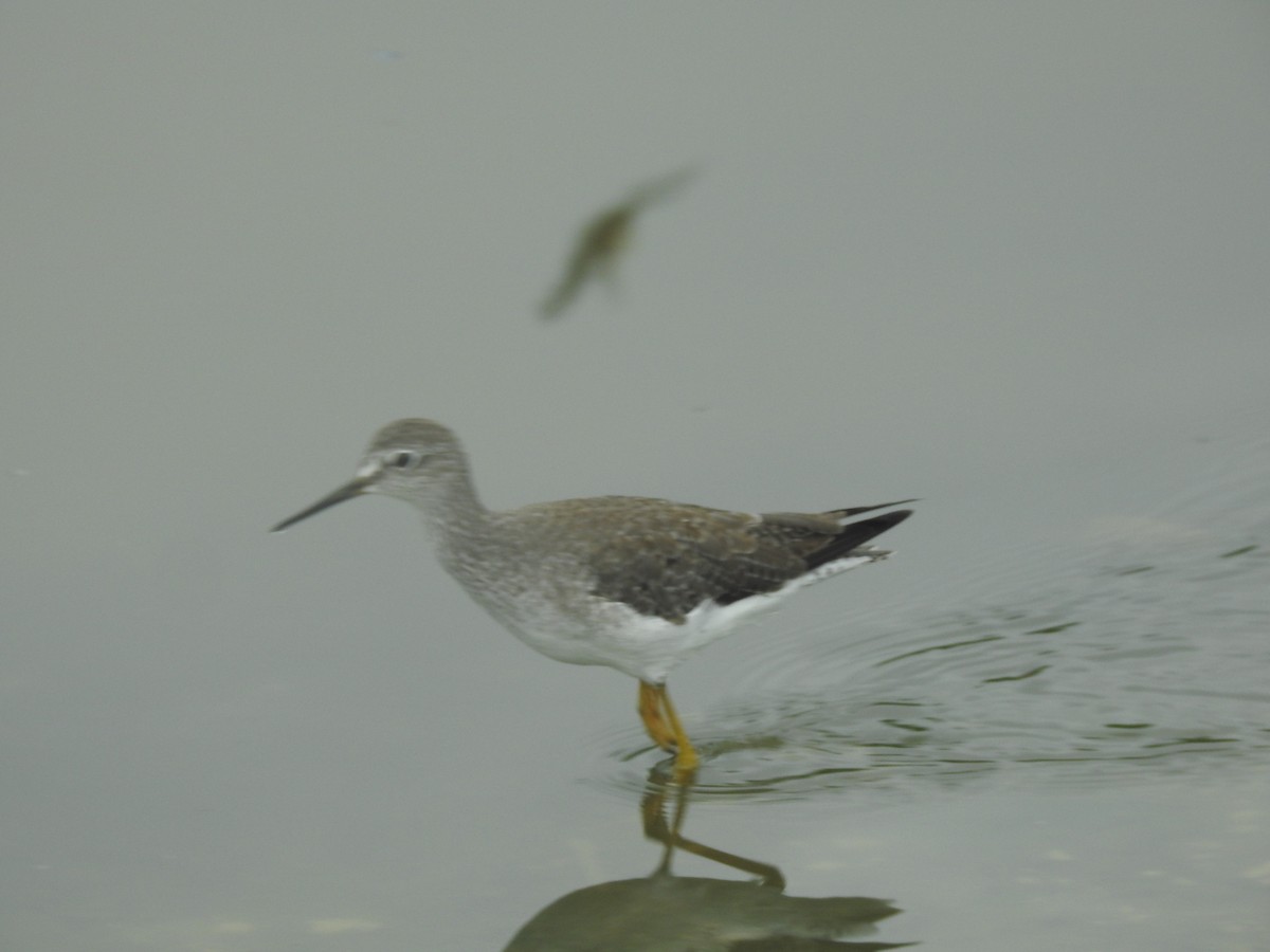 Lesser Yellowlegs - elwood bracey