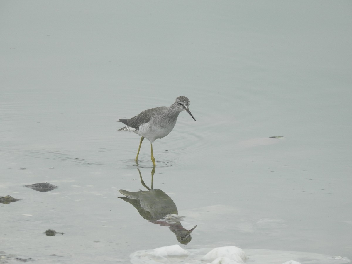 Lesser Yellowlegs - elwood bracey