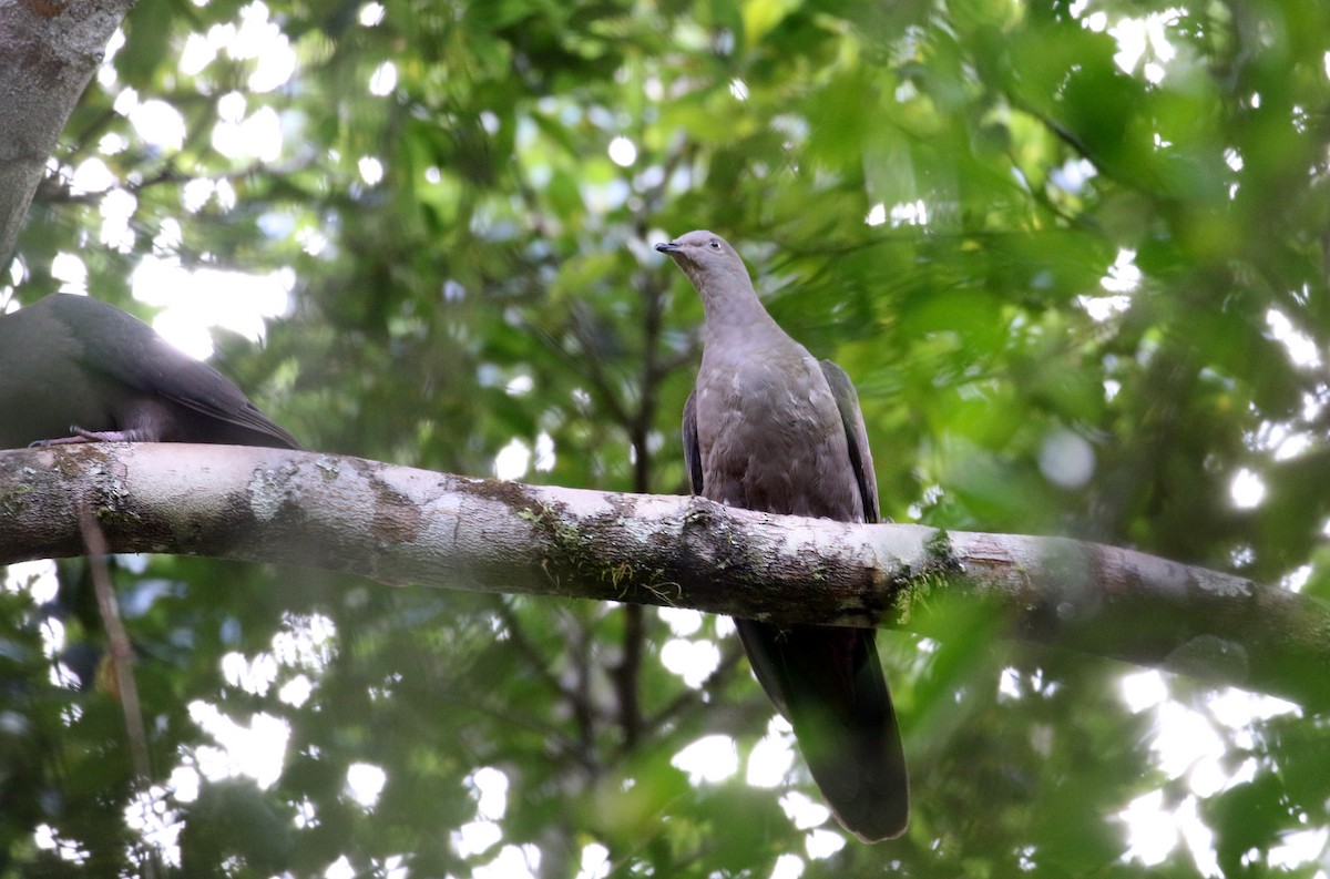 Plumbeous Pigeon - ML174262271