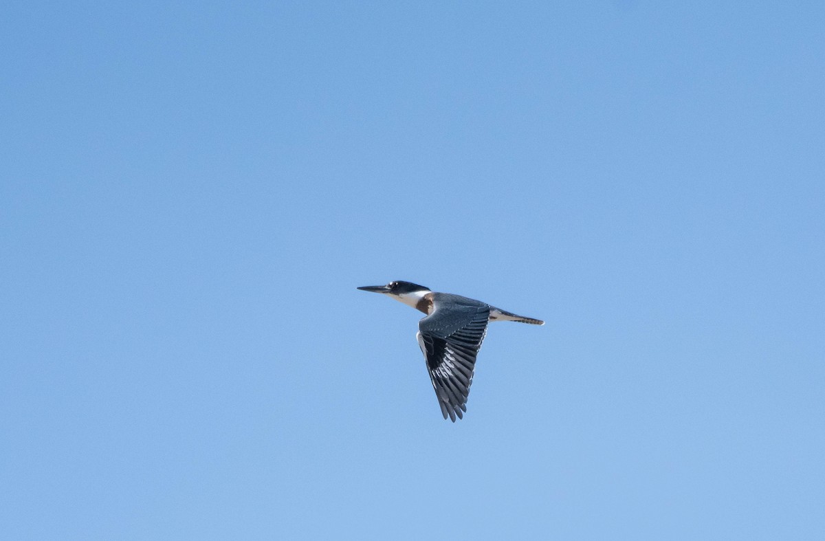 Belted Kingfisher - Annie Lavoie