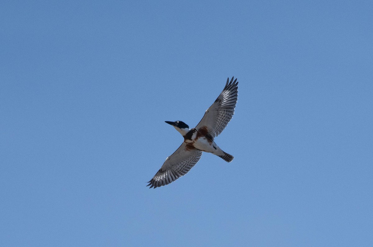 Belted Kingfisher - Annie Lavoie