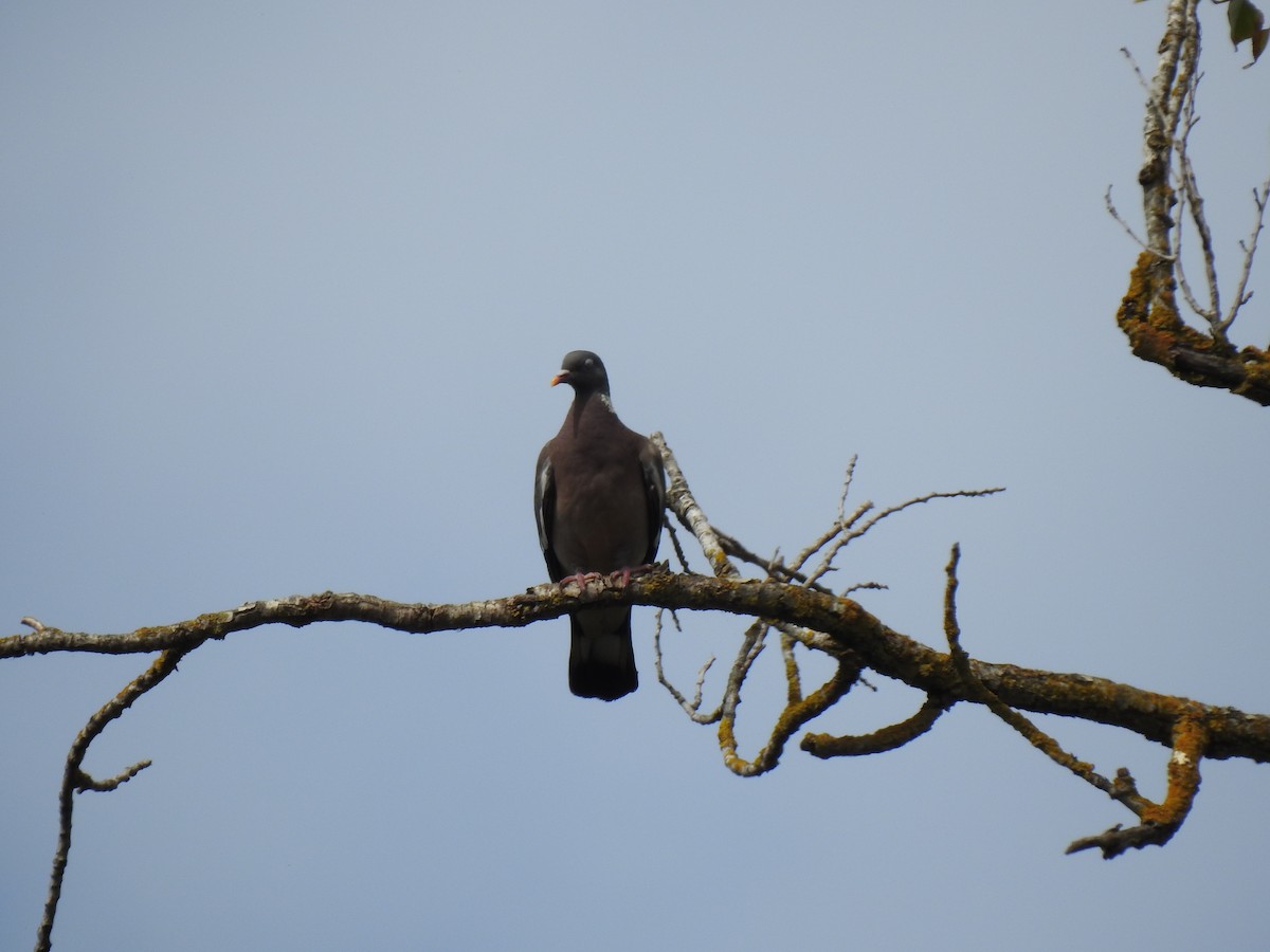 Common Wood-Pigeon - ML174262901