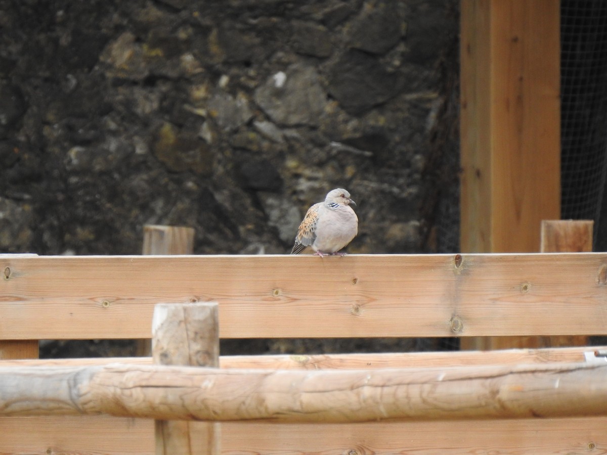 European Turtle-Dove - ML174262941