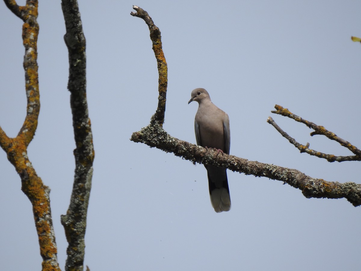 Eurasian Collared-Dove - ML174262971