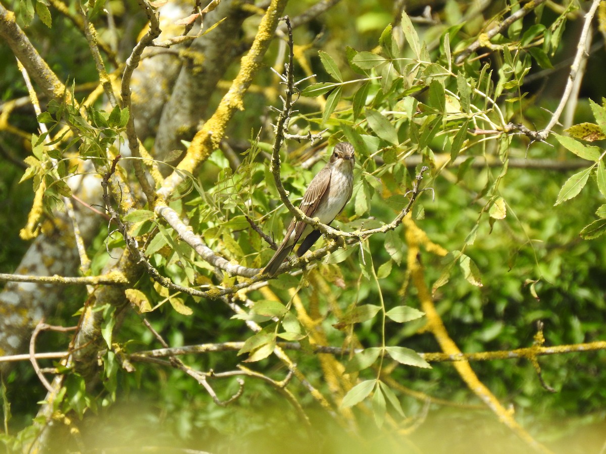 Spotted Flycatcher - ML174263021