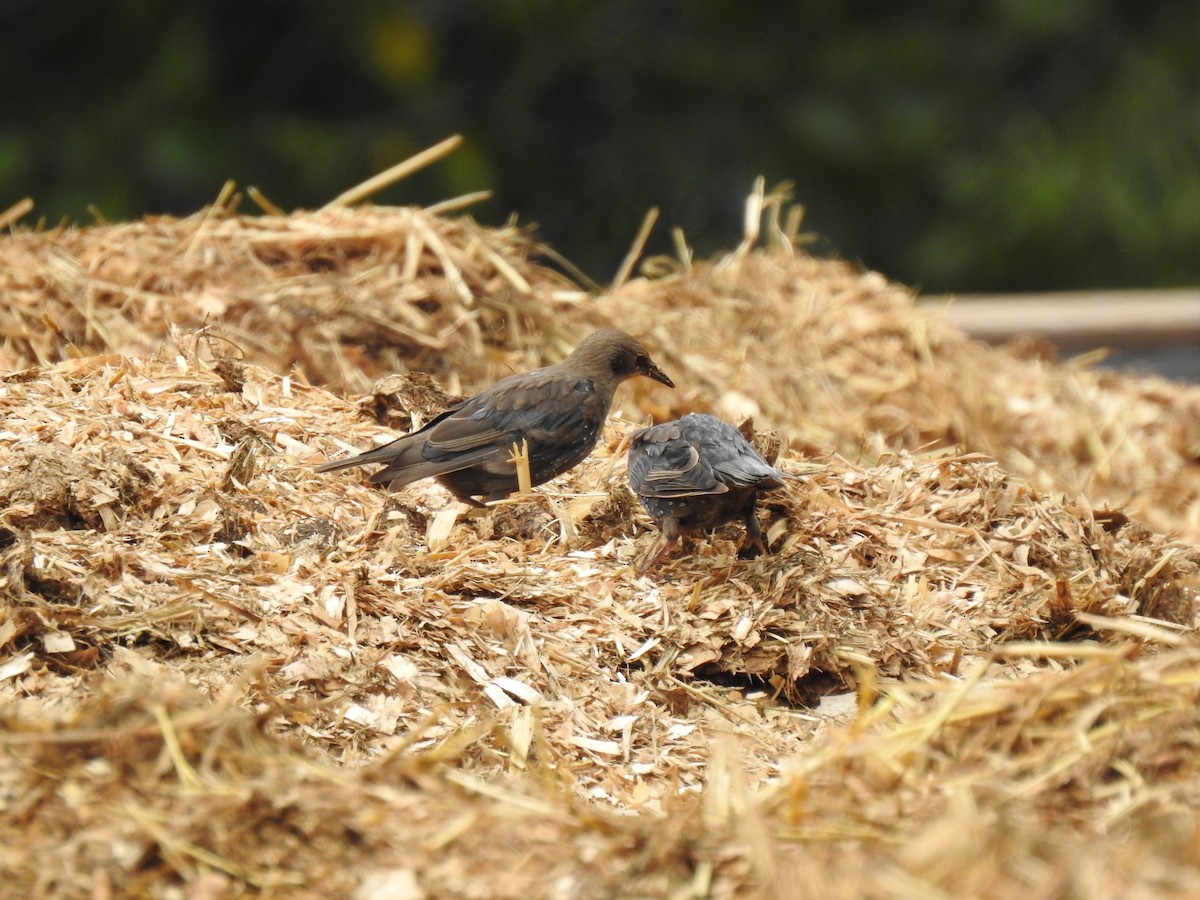 Spotless Starling - ML174263071